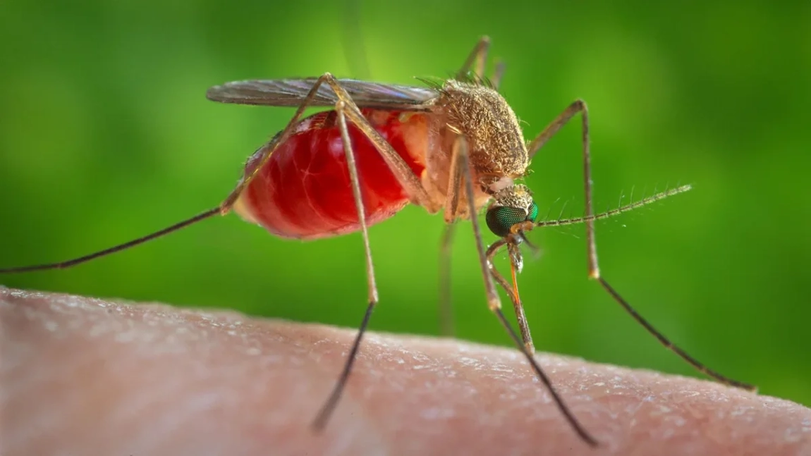 Douăzeci şi unu de cazuri de infecţie cu virusul West Nile, înregistrate în acest sezon în România. Au fost înregistrate decese