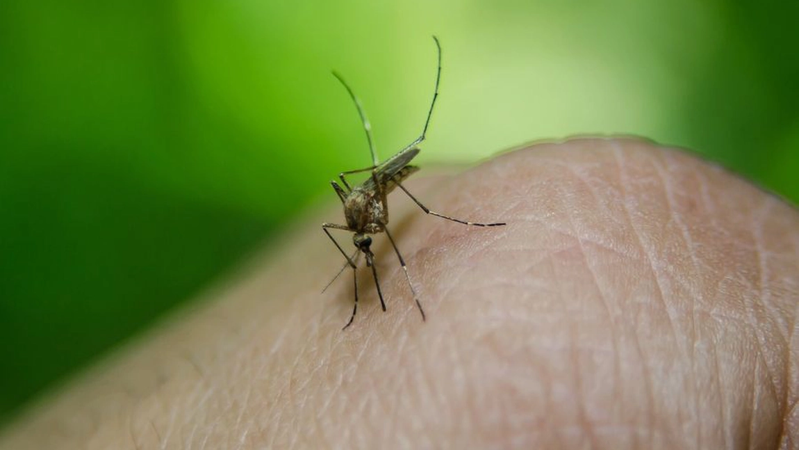 Două persoane, infectate cu virusul West Nile la Iași. Bilanțul a ajuns la 4 de la începutul verii - UPDATE