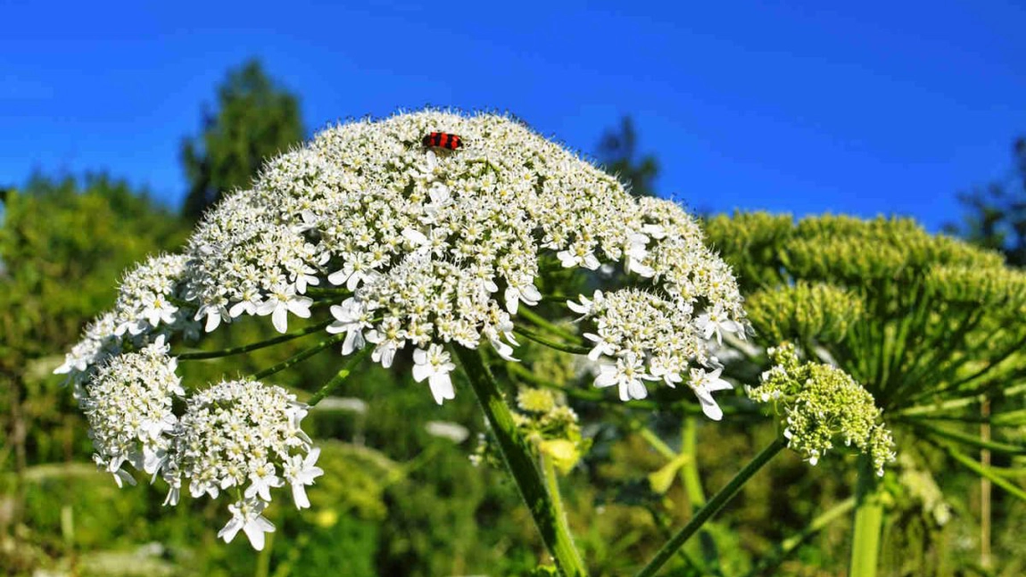 Brânca ursului păreri: Ce beneficii are consumul acestei plante