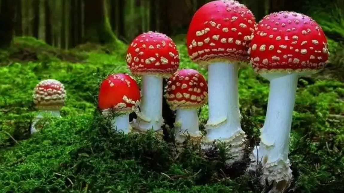 Ghidul culegătorului de ciuperci: 7 sfaturi utile pentru începători