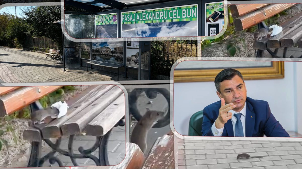 Imagini interzise celor care au fobie de șobolani! Zeci de rozătoare au luat cu asalt o stație de autobuz din Iași - FOTO/VIDEO