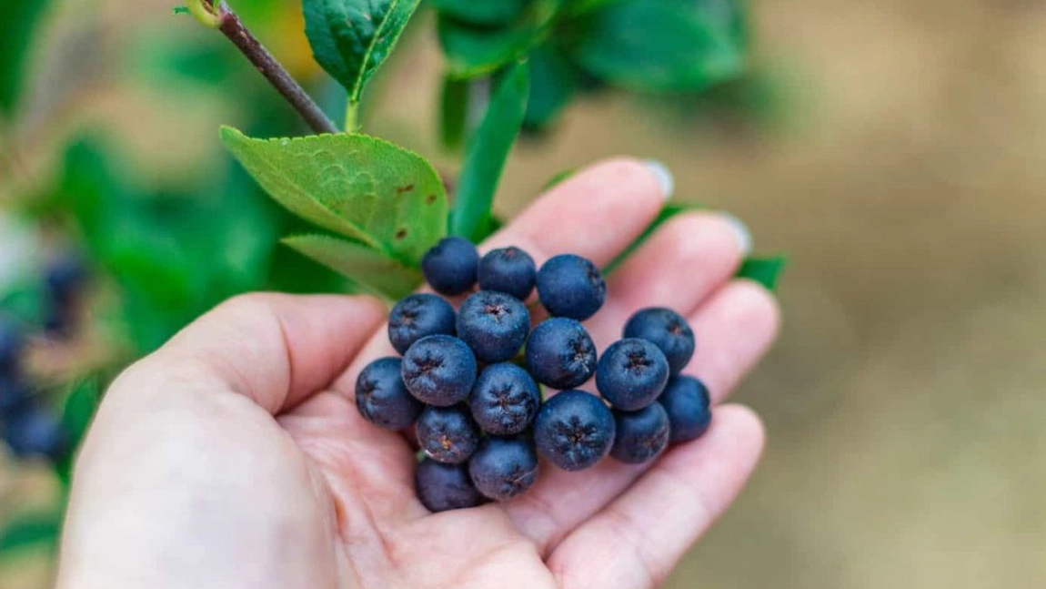 Aronia, planta cu fructe minune. Ce beneficii au fructele dulci-acrișoare