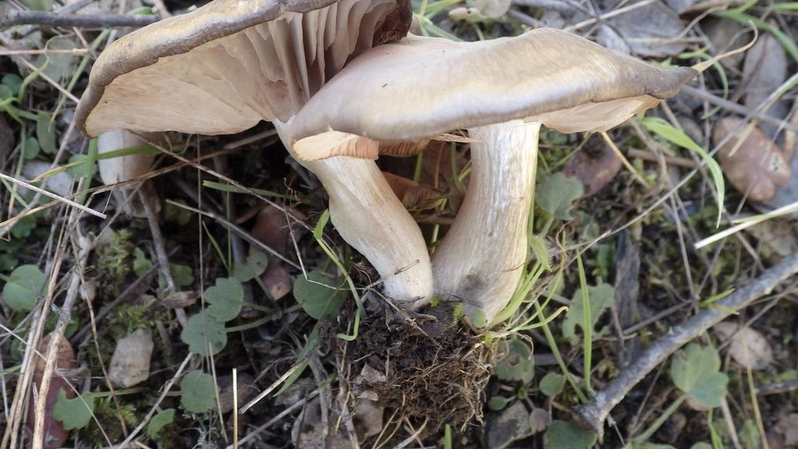 Bureții de prun, o specie rară de ciuperci cu un gust extraordinar