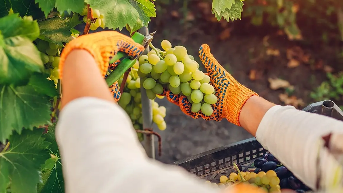 Când se culeg strugurii. Trucuri care te vor ajuta să obții un vin aromat