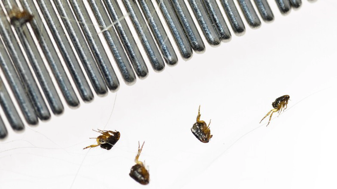 Ce urăsc puricii. Metode pentru a preveni și a elimina infestațiile de insecte