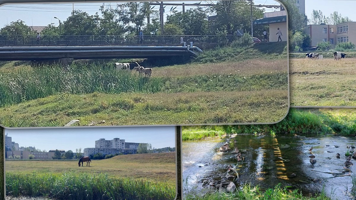 Cea mai mare grădină zoologică din zona Moldovei, chiar în centrul Iașului. Iată ce animale poți admira în orice moment al zilei - FOTO