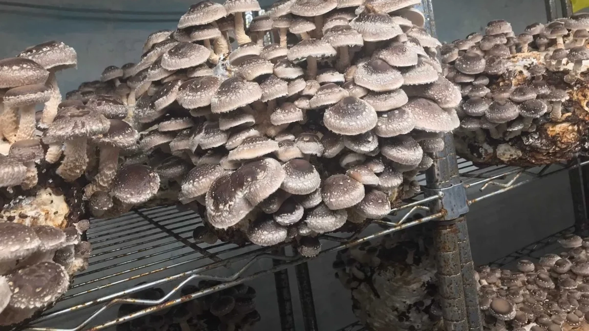 La ce se folosesc ciupercile shiitake? Acestea sunt comestibile sau otrăvitoare?  