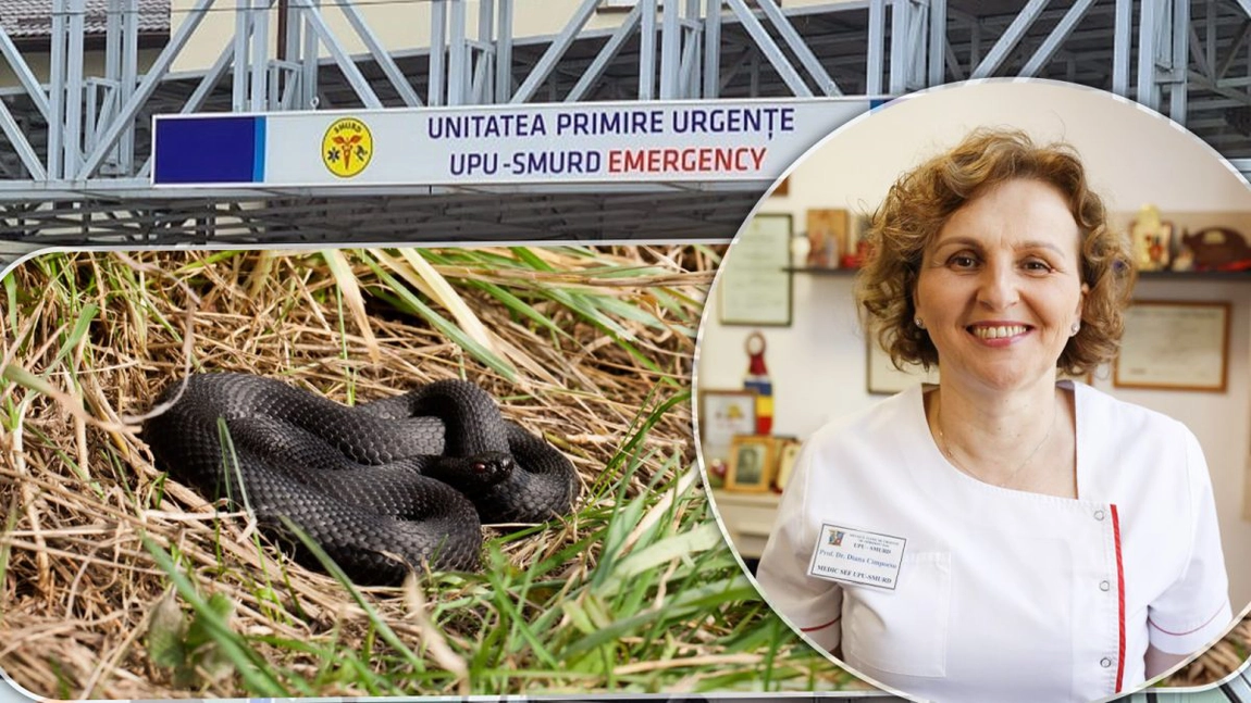 Alertă la Iași. Două persoane au ajuns la spital, mușcate de șerpi. Unul ar putea fi Vipera lui Nikolsky