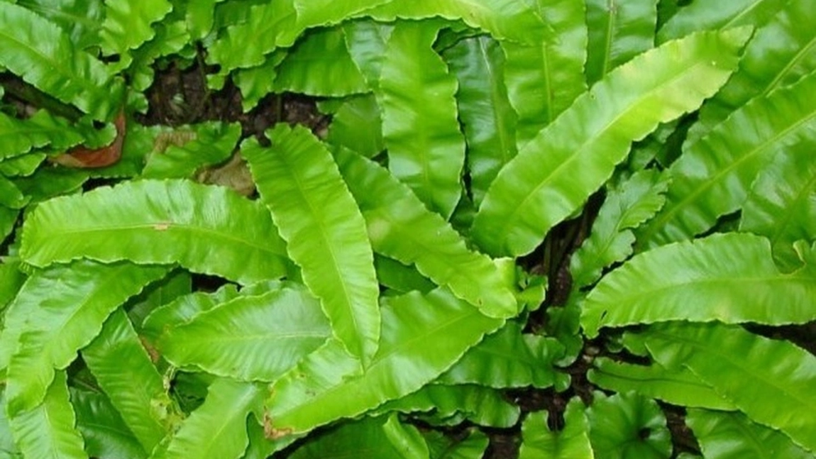Cum să folosești limba cerbului. De ce este bine să ai această plantă în casa ta