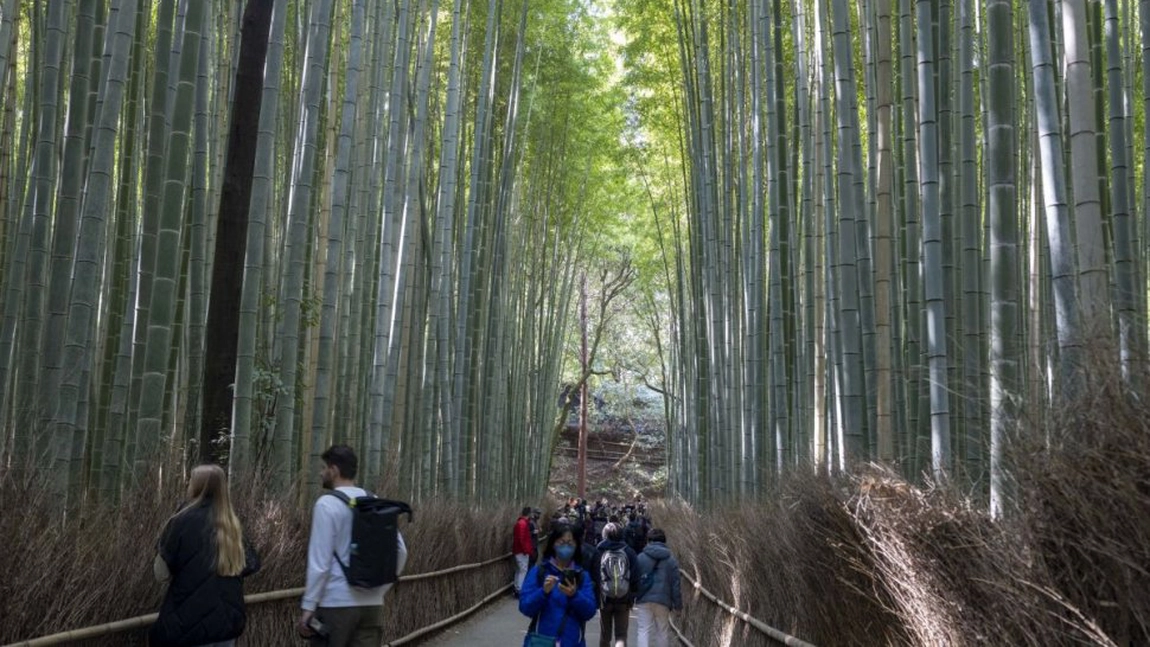 Planta care așteaptă 120 de ani pentru a da viață noii generații și apoi moare. Cercetătorii sunt îngroziți de ce va urma dacă acest mecanism se va întrerupe