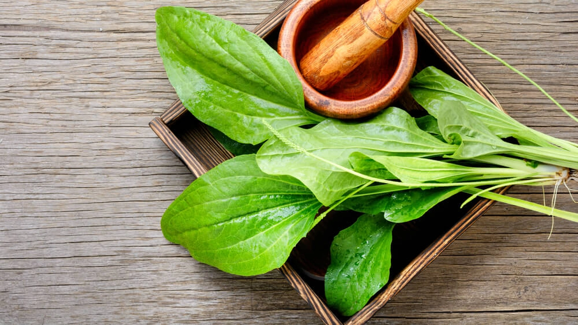 Sirop de pătlagină. Cum se prepară și de ce este bine să îl consumi în sezonul rece