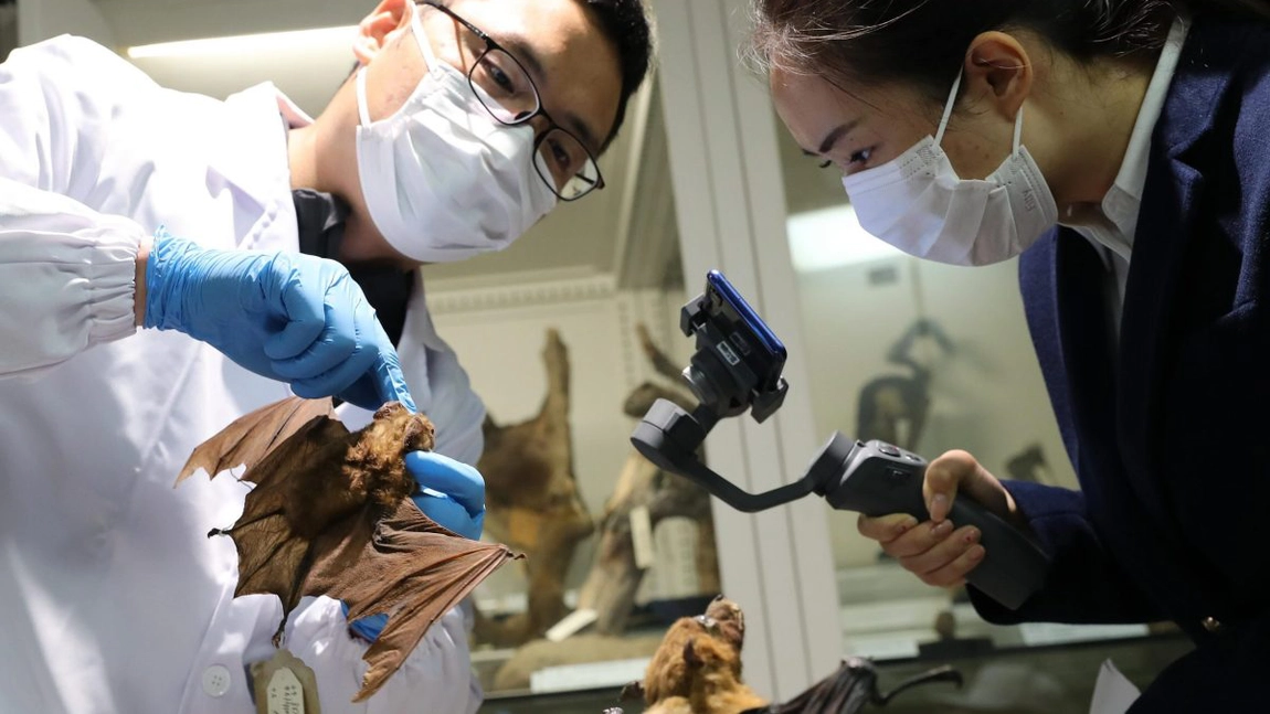 Un important stat, lovit de virusul Nipah. Mai multe instituții au fost închise, după ce două persoane au decedat