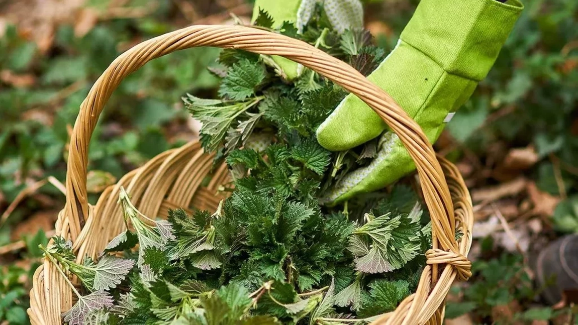 Zeamă de urzici pentru roșii. Indicații pentru a pregăti îngrășământul natural