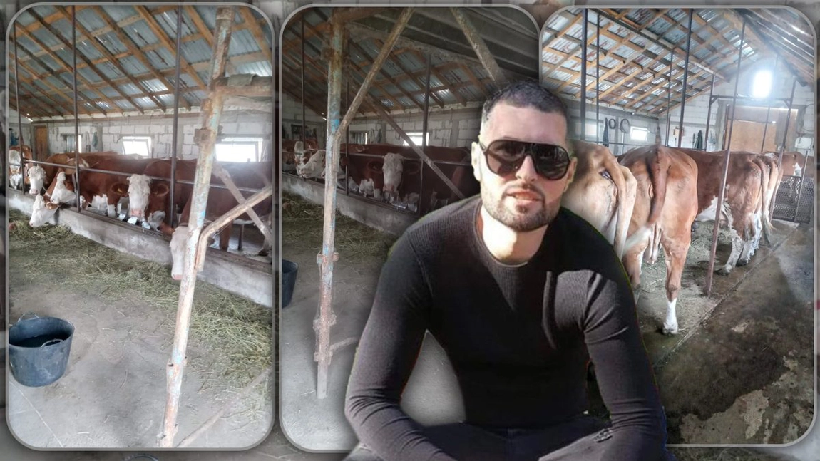 Ștefăniță s-a întors în Iași după 8 ani de muncă grea la o fermă din Danemarca și a cumpărat primele Bălțate românești. „Cel mai mult am câștigat 3.000 de euro” - FOTO