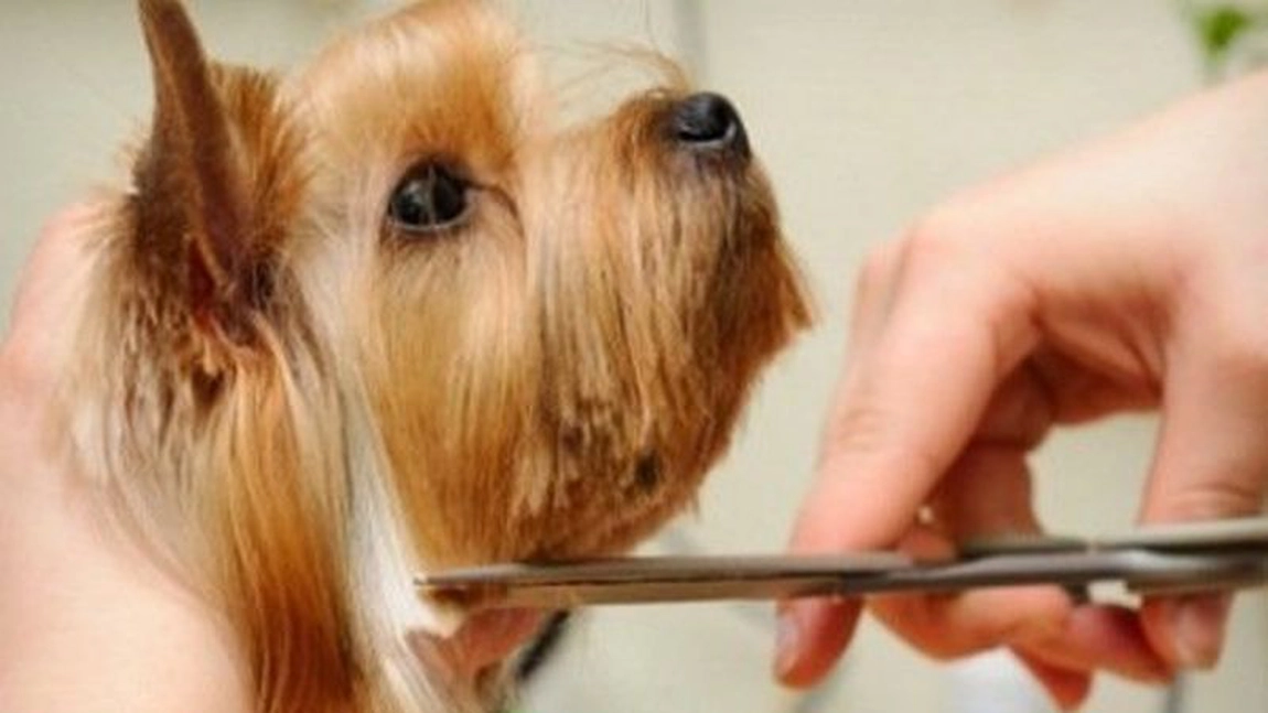 Cât câștigă un frizer canin în România: Sunt profesori care nici nu visează la banii ăștia!
