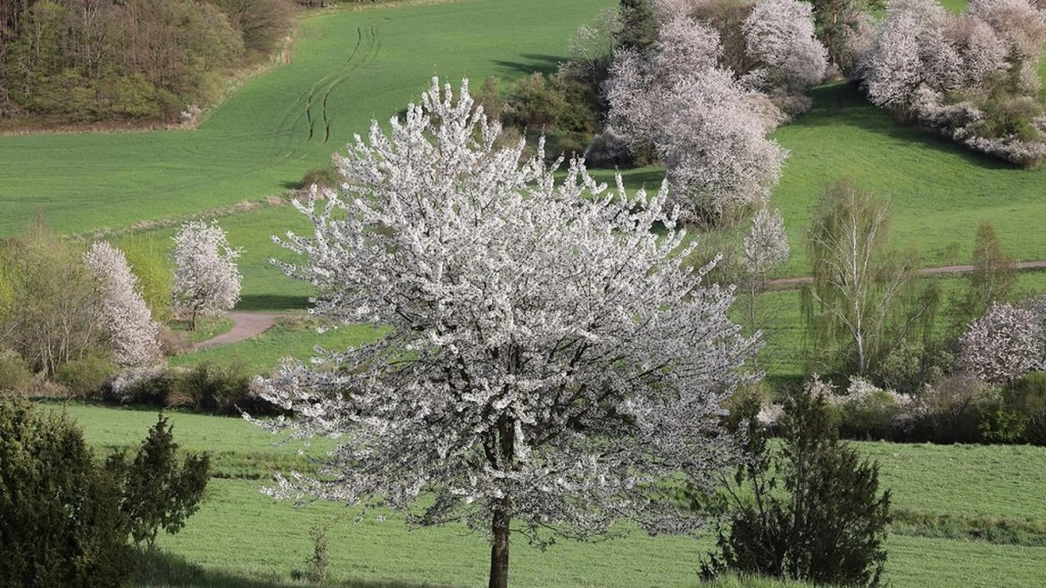 Toamna este momentul oportun pentru plantarea cireșului sălbatic! Florile emană un parfum inconfundabil
