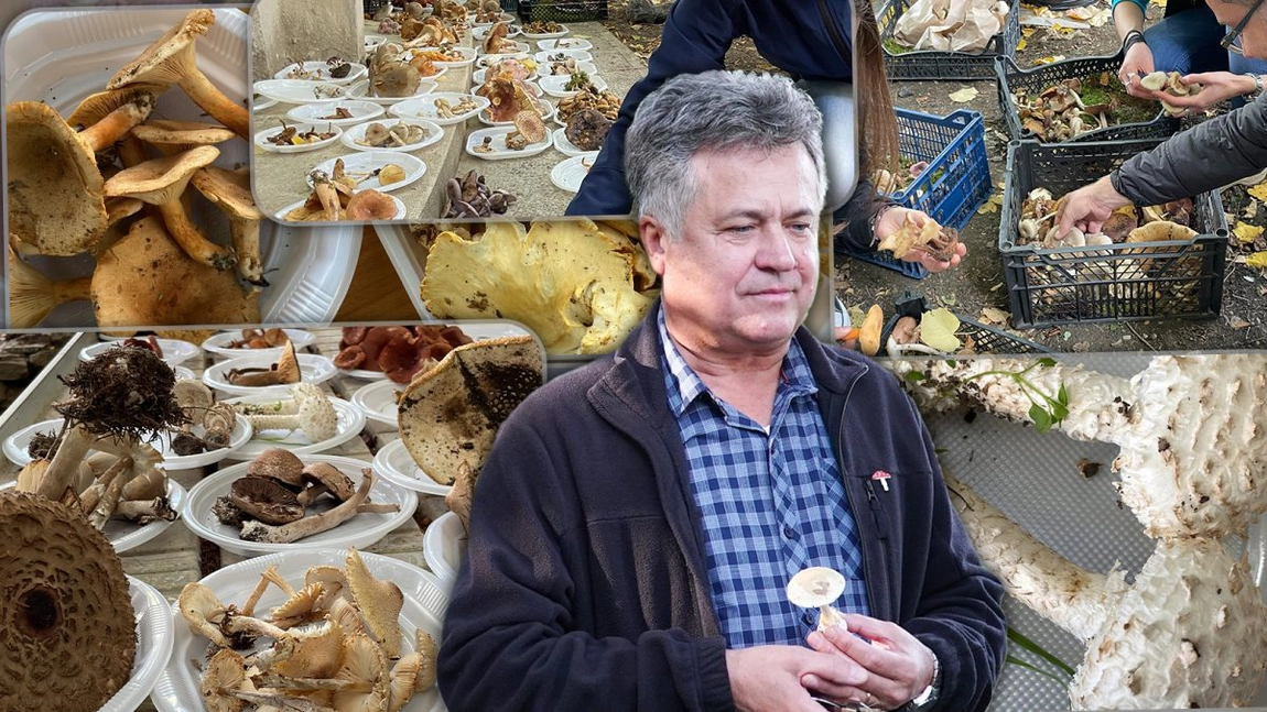 Luna aceasta are loc, în Grădina Botanică, o expoziție unică de ciuperci comestibile și otrăvitoare: „Vom insista asupra pericolului pe care îl prezintă anumite specii” - FOTO