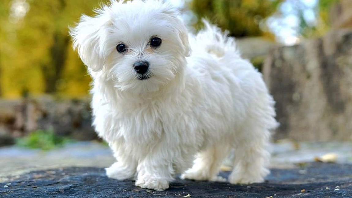 Ce greutate ar trebui sa aibă un bichon? Factorii care influențează numărul de kilograme