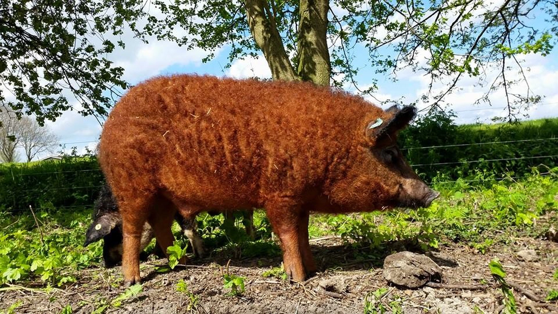 Rasa de porc mangalița, o rasă din ce în ce mai căutată în România! Iată beneficiile cărnii