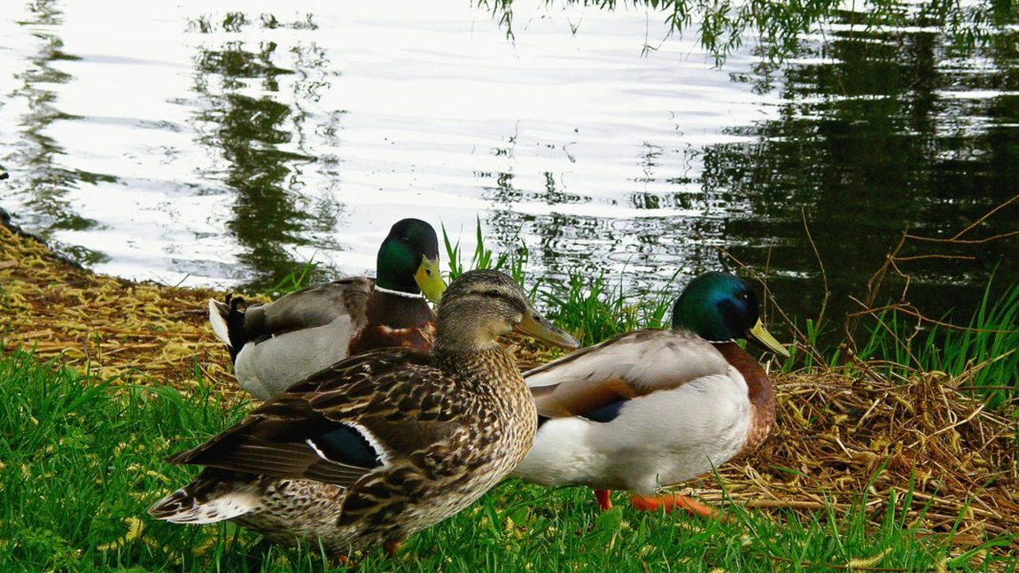 Odată cu vaccinarea raţelor din Franța, apar şi primele restricţii ale ţărilor importatoare