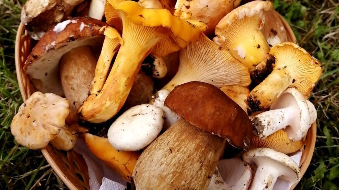 Hribii comestibili, o delicatesă prețioasă. Ce îi face atât de apreciați în gastronomie
