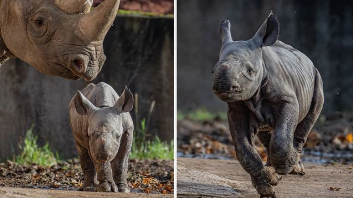 La o grădină zoologică din Anglia s-a născut un pui de rinocer negru estic, specie în pericol critic de dispariţie - FOTO, VIDEO