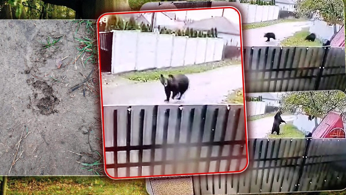 Ursoaica și cei doi pui de la Ciohorăni s-au întors în pădure. Specialiștii monitorizează comunele din jur. „Noi suntem în alertă, chiar dacă urșii au fost pașnici” - FOTO/VIDEO