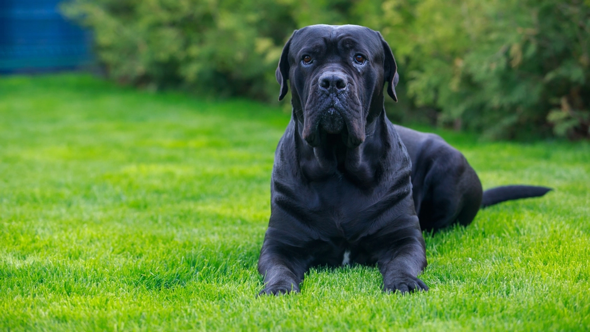 Cum putem îngriji un câine Cane Corso? Este indicat dacă avem copii?