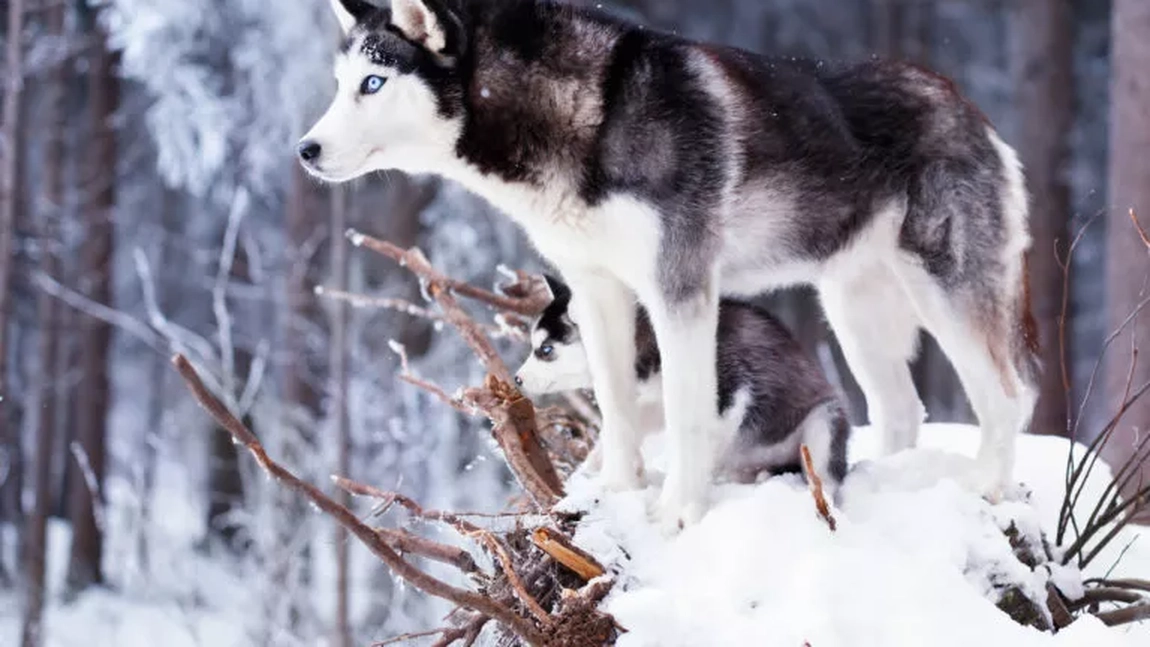 Toate informațiile despre câinele Husky! Ce temperament are și cum putem să îl ingrijim - FOTO