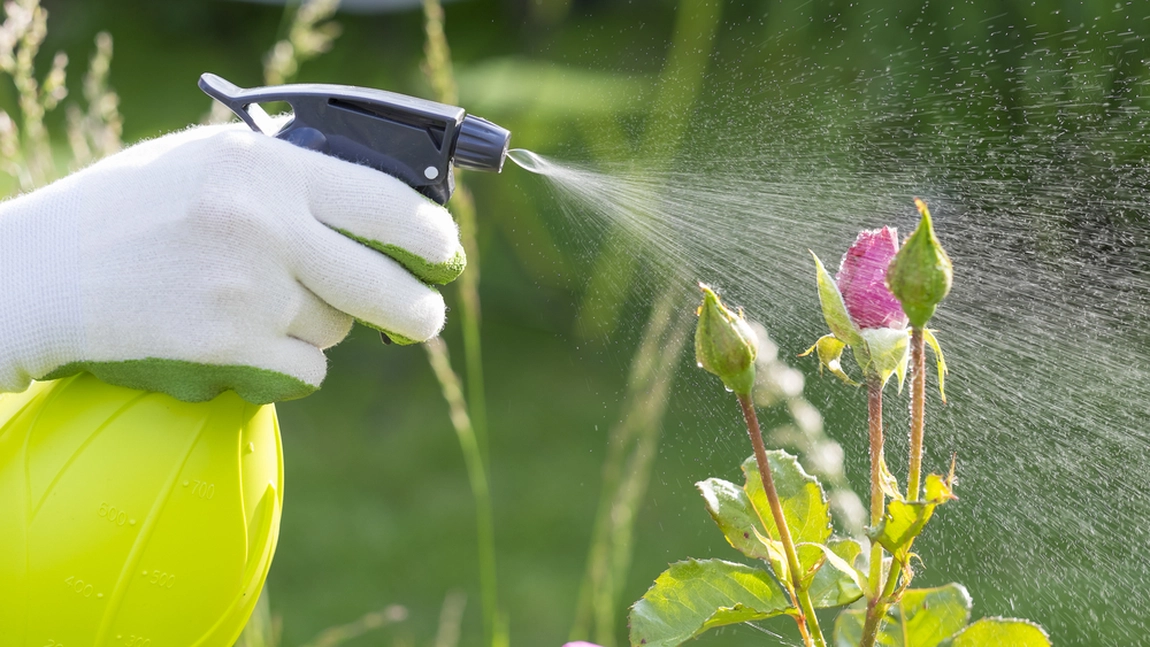 Insecticid natural pentru flori. Soluții eficiente pentru a ține departe dăunătorii de plantele tale