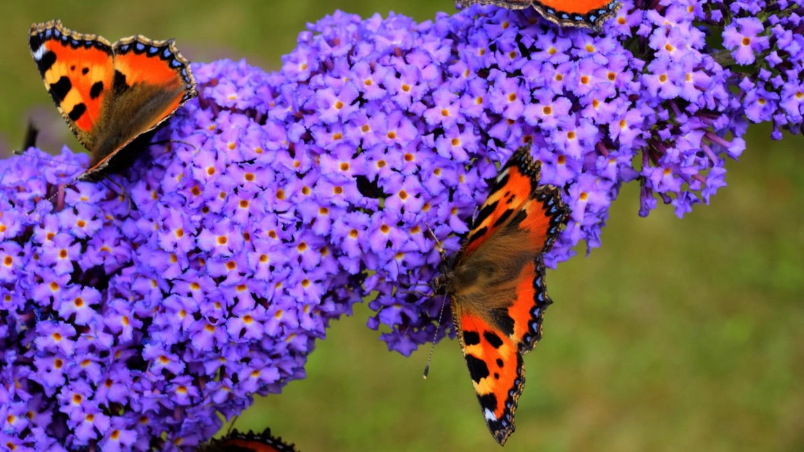 Liliac de vară. Un arbust ornamental cu flori dense și parfumate care atrag fluturii în gradină