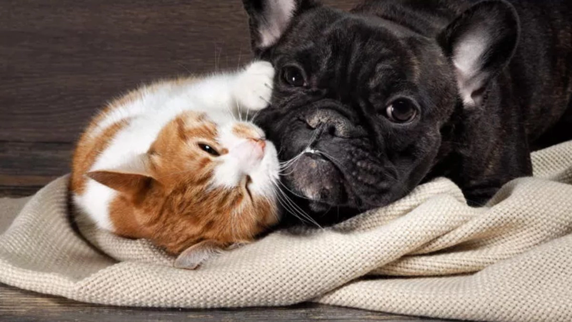 În noaptea de Revelion, ieșenii și-au lăsat animalele de companie la pensiune