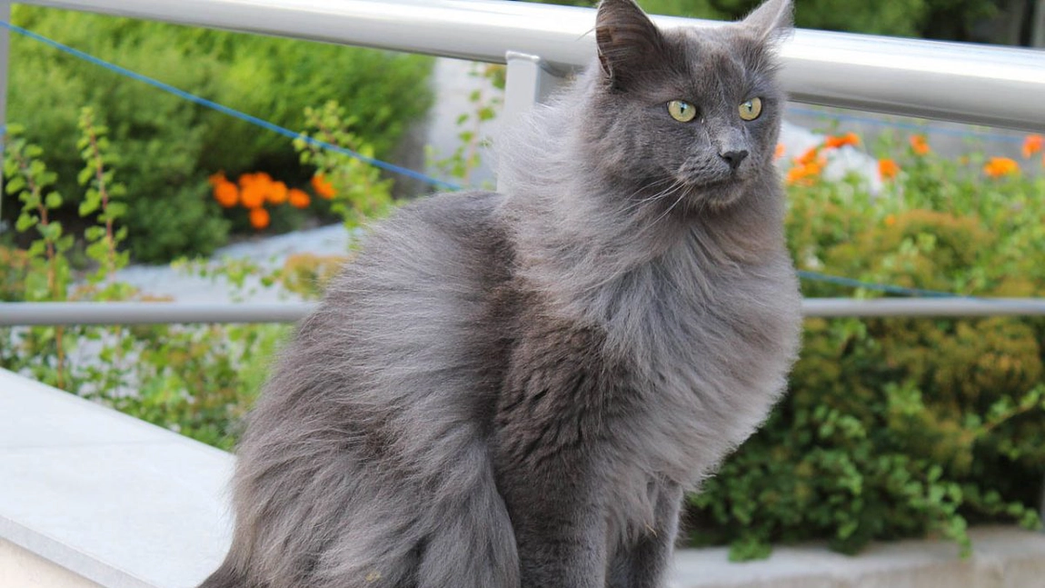 Top rase pisică gri! Iată ce fel de animale de companie poţi să-ți alegi - FOTO