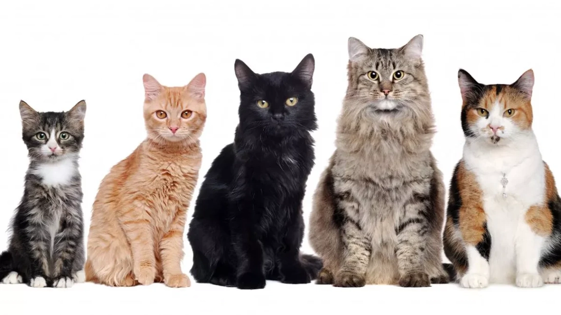 Cele mai frumoase rase de pisici! Iată care sunt animalele de companie cele mai prietenoase