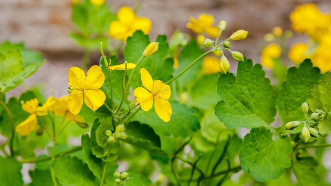 Ce beneficii are rostopasca? Cum putem utiliza această plantă