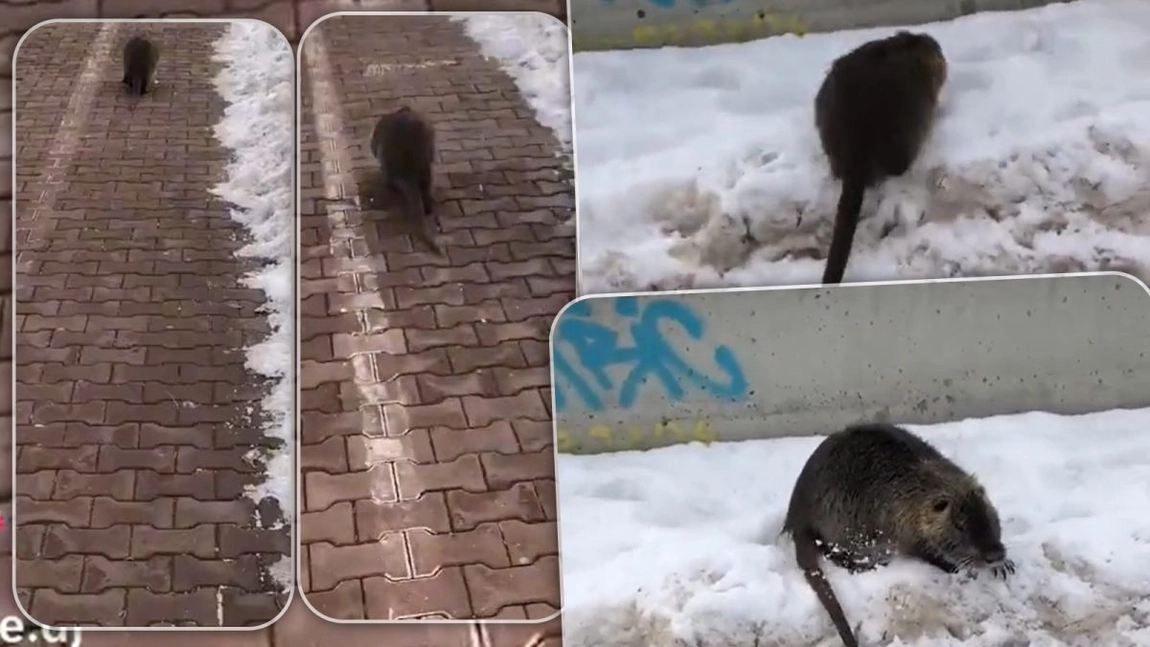 Imagini incredibile, surprinse pe Splai Bahlui. O nutrie se plimbă liniștită pe trotuar - VIDEO