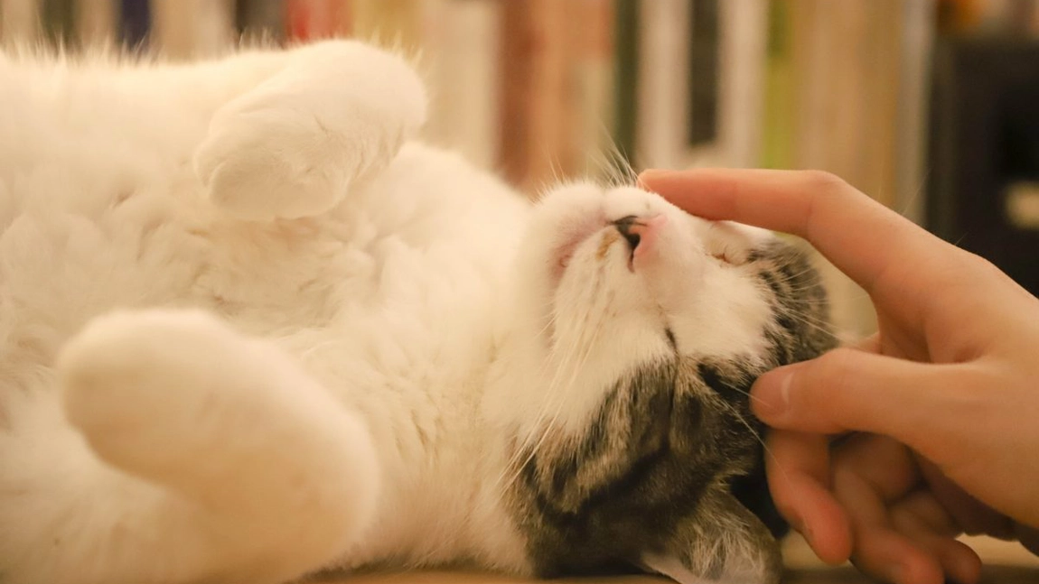 Cum să te acomodezi cu pisica de casă! Iată toți pașii pe care să-i urmezi