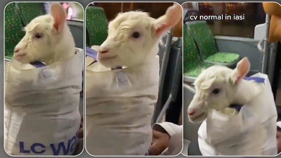 Imagini incredibile într-un autobuz din Iași. Un bărbat a urcat cu o capră în mijlocul de transport, iar toată lumea a început să filmeze - FOTO/VIDEO