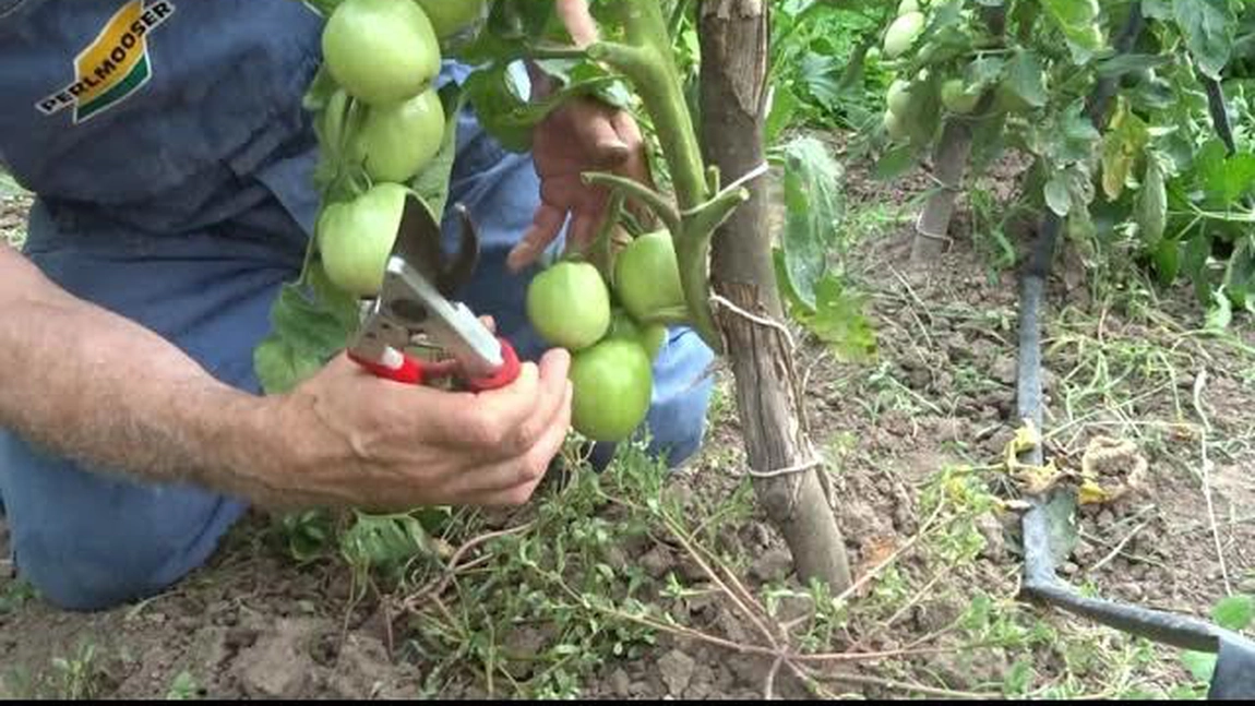 Cum poate fi folosit bicarbonatul de potasiu. Ce boli pot fi tratate cu ajutorul potasiului