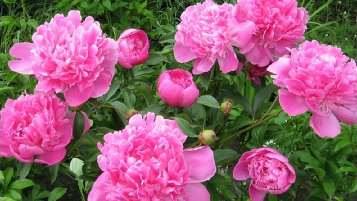 Când se plantează bujorii. Tot ce trebuie să știi despre îngrijirea acestor flori parfumate