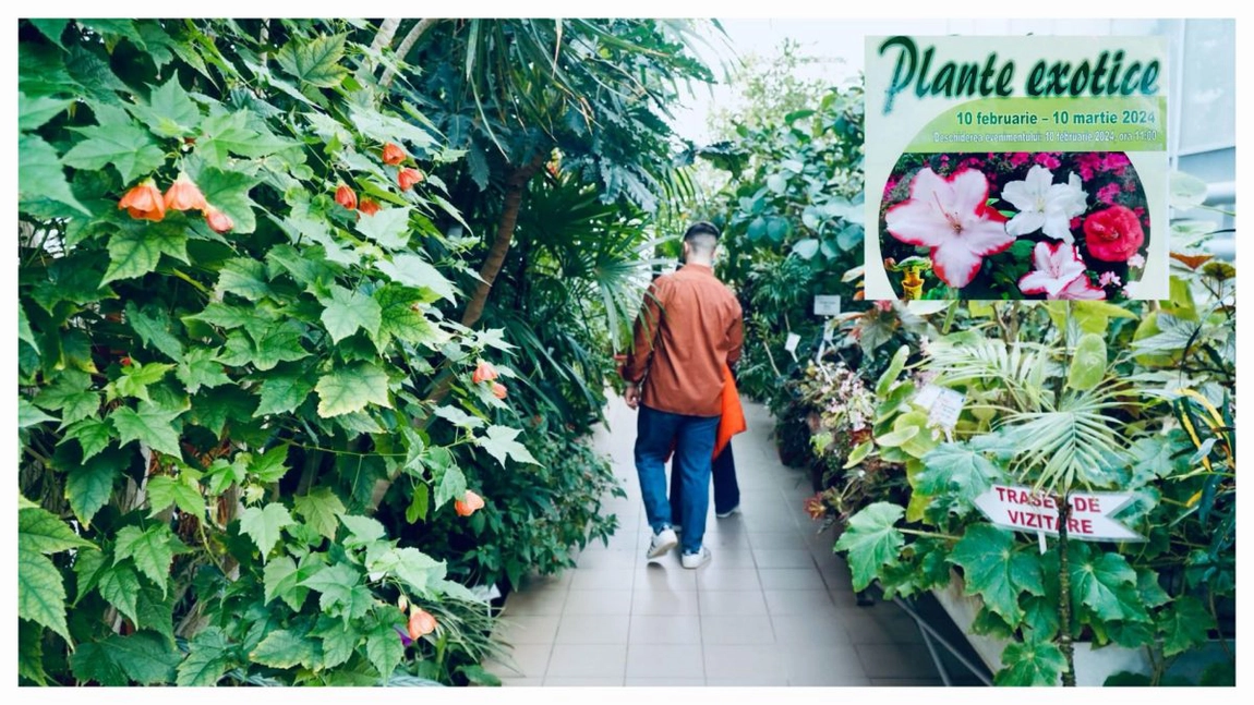 Expoziție spectaculoasă de plante exotice în Grădina Botanică din Iași - FOTO