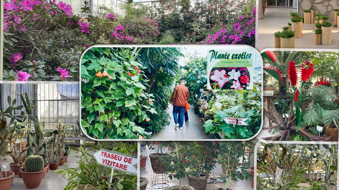 Peste 16.000 de persoane au vizitat expoziția de plante exotice din Grădina Botanică - FOTO