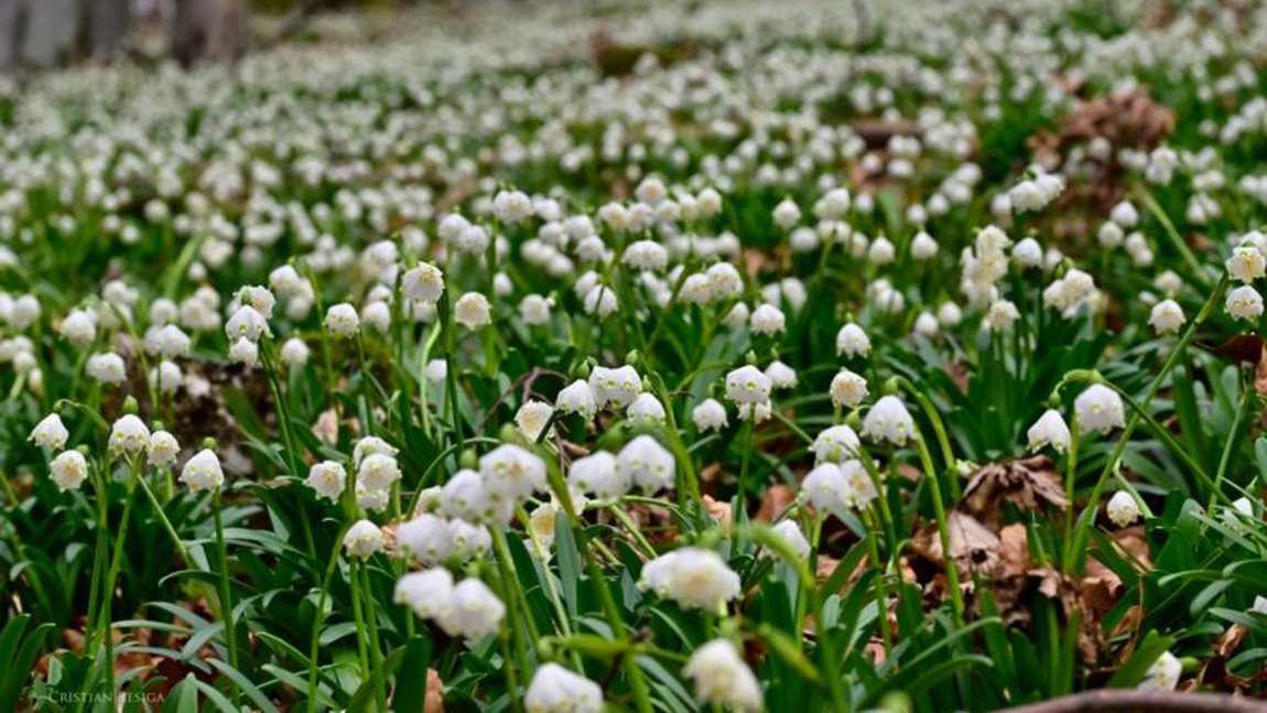 Imagini inedite cu ghioceii sălbatici din Parcul Natural Grădiștea Muncelului