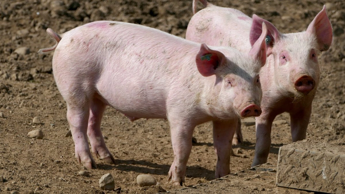 Este alertă de pestă porcină africană în România! Orașul în care localnicii au interzis la sacrificat porci în gospodării
