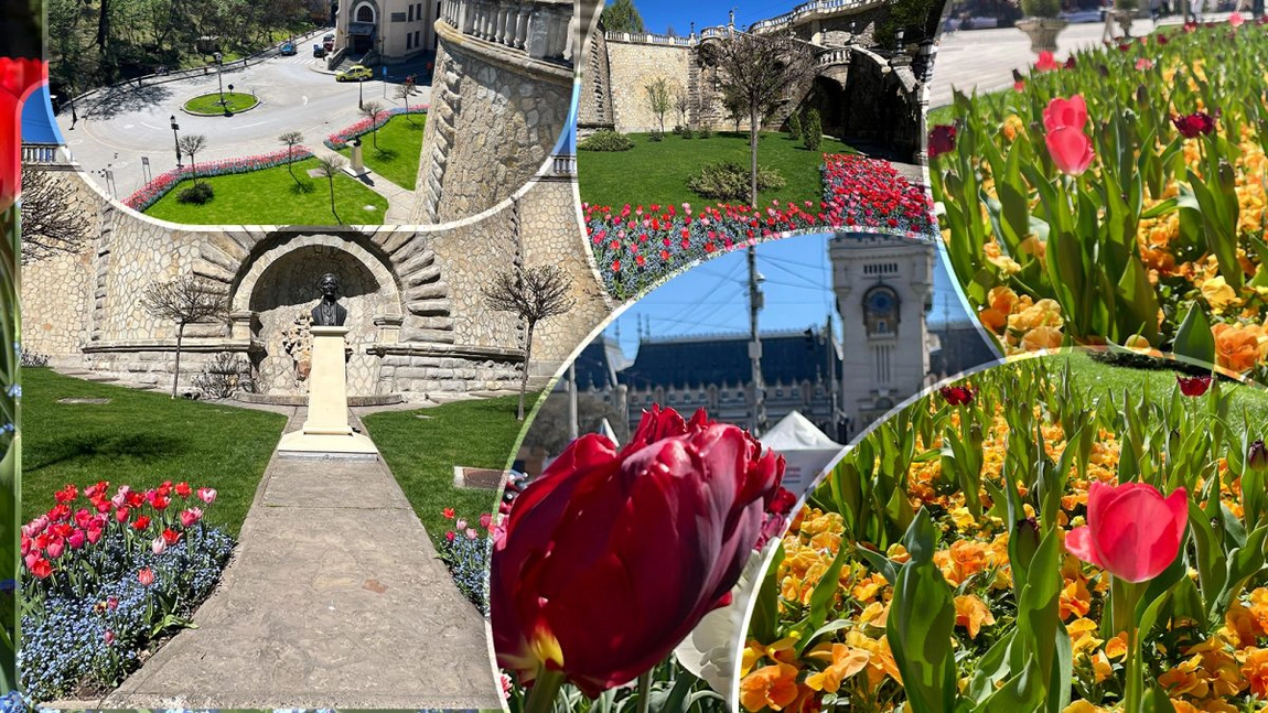 Iașul celor 240 de mii de lalele. Toți trecătorii se opresc să le admire pe cele crețe, de culoare roșie și roz - FOTO