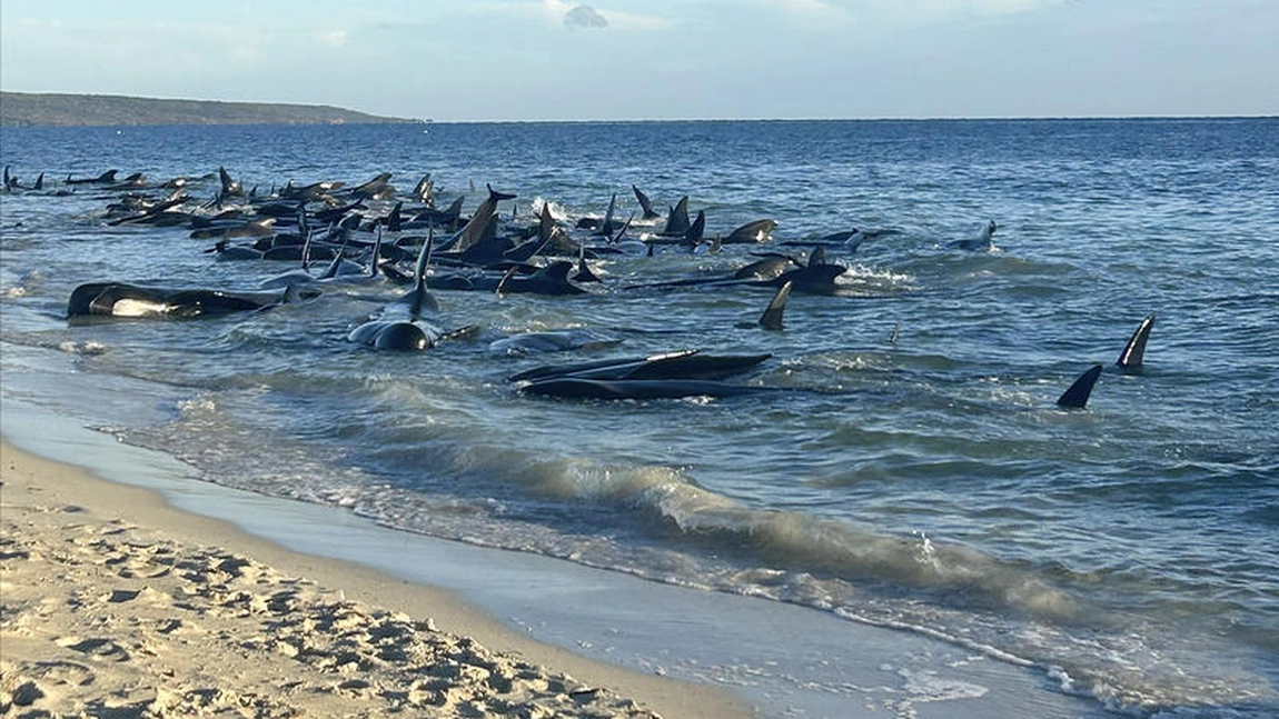 Alertă pe litoral! Măsurile luate de autorități după ce peste 140 de balene au eșuat - VIDEO
