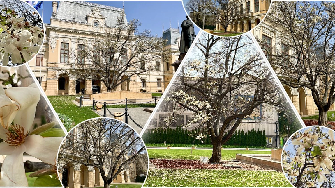 Magnolia care a înflorit sub geamul biroului a 13 primari este cea mai veche din Iași. An de an, încântă trecătorii cu florile mari și albe - GALERIE FOTO