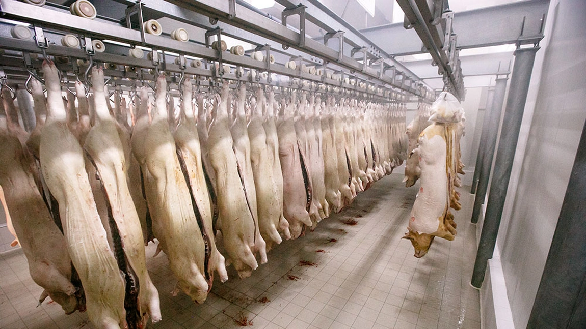 De ce musulmanii şi evreii nu consumă carne de porc: Ce scrie în Coran şi în Legile Kashrut