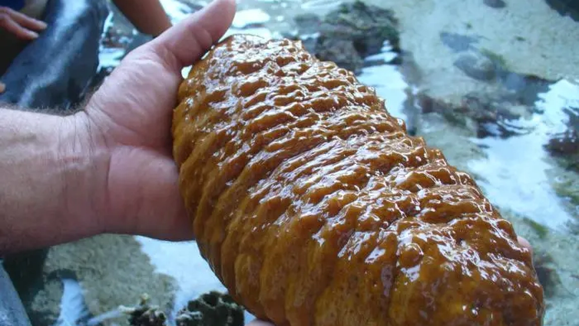 Castravete de mare. Ce gust are și cum trebuie gătit acest animal marin