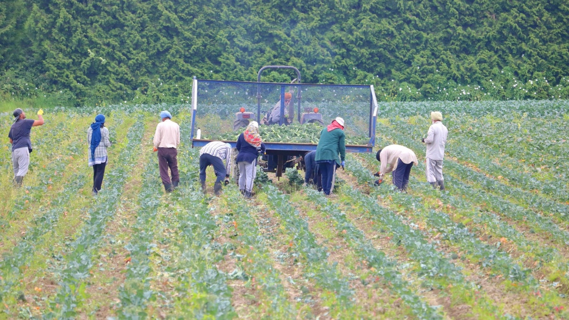 Câți bani câștigă un român care culege sparanghel în Germania, în 2024. Salariile au crescut foarte mult în ultimii ani
